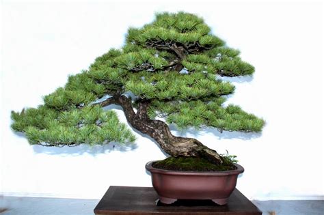 bonsai 意思|BONSAI中文(简体)翻译：剑桥词典